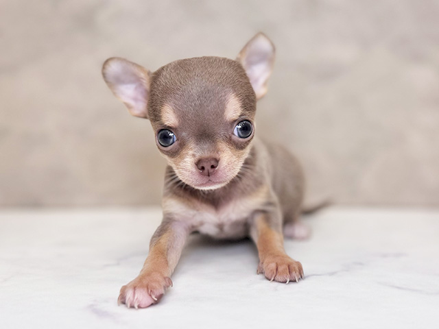 埼玉県のチワワ(スムース) (ペッツファーストPETEMOレイクタウンmori店/2025年8月26日生まれ/女の子/イザベラタンホワイト)の子犬の1枚目の画像