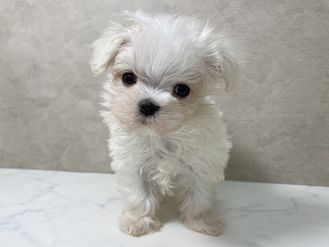 大阪府のマルチーズ (ペッツファースト東大阪店/2025年8月26日生まれ/男の子/ホワイト)の子犬の1枚目の画像