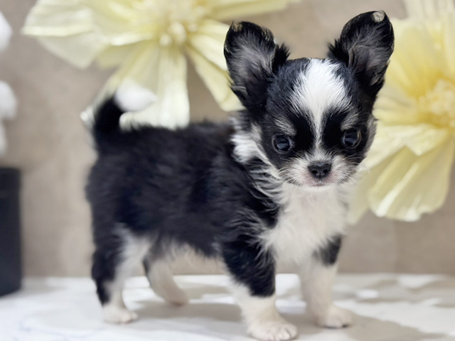 大阪府のチワワ(ロング) (ペッツファースト難波店/2025年8月26日生まれ/男の子/トライカラー)の子犬の1枚目の画像