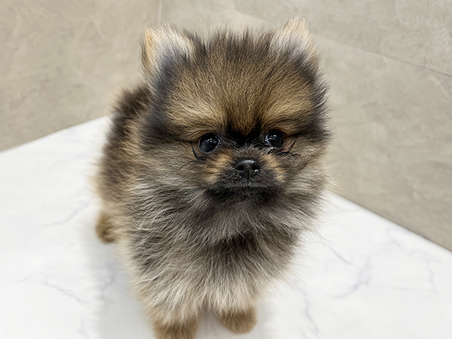 福岡県のポメラニアン (ペッツファースト福津店/2025年8月26日生まれ/男の子/オレンジセーブル)の子犬の1枚目の画像