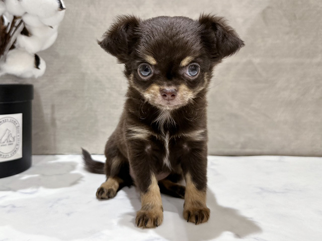 東京都のチワワ(ロング) (ペッツファースト中野店/2025年8月25日生まれ/女の子/チョコレートタン)の子犬の1枚目の画像