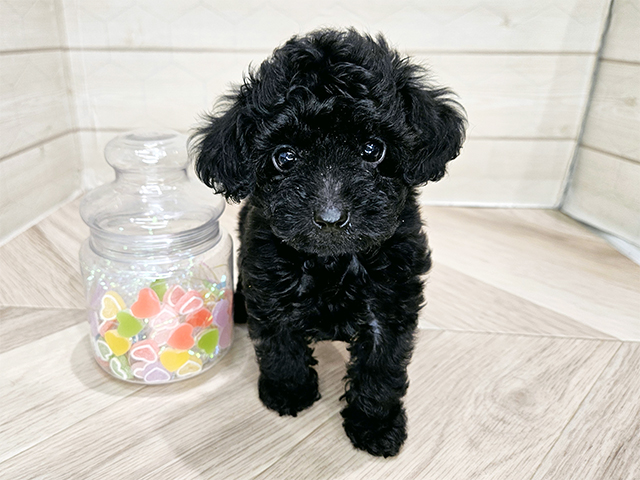 埼玉県のトイプードル(タイニー) (ペッツファーストレイクタウン店/2025年8月26日生まれ/男の子/ブラック)の子犬の1枚目の画像