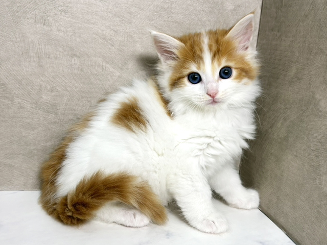 大阪府のメインクーン (ペッツファースト東大阪店/2025年8月26日生まれ/女の子/レッドタビーホワイト)の子猫の1枚目の画像