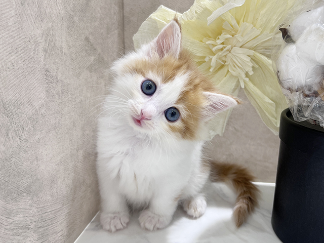 兵庫県のメインクーン (ペッツファースト神戸三宮センター街店/2025年8月26日生まれ/女の子/レッドタビーホワイト)の子猫の1枚目の画像