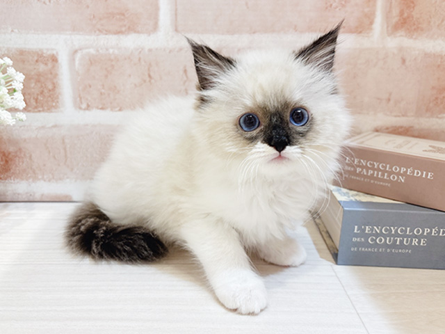 東京都のラグドール (ペッツファースト自由が丘店/2025年8月19日生まれ/女の子/シールポイントミテッド)の子猫の1枚目の画像