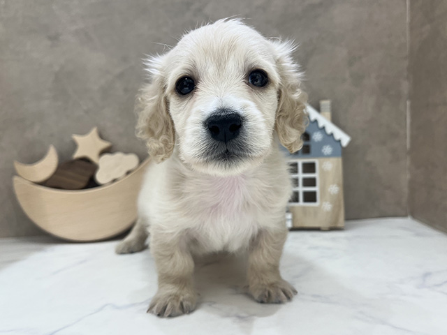 ミニチュアダックスフンド(ロング), 性別 男の子, 誕生日 2025/08/26, 毛色 イエロー, 出身 宮城県, 店舗 京都四条河原町店(京都府), お問い合わせ番号 2590864