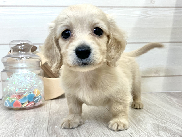 ミニチュアダックスフンド(ロング), 性別 女の子, 誕生日 2025/08/26, 毛色 イエロー, 出身 宮城県, 店舗 大高店(愛知県), お問い合わせ番号 2590865
