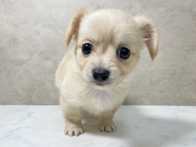 大阪府のチワックス(チワワ×ダックス) (ペッツファースト東大阪店/2025年8月26日生まれ/女の子/クリーム)の子犬