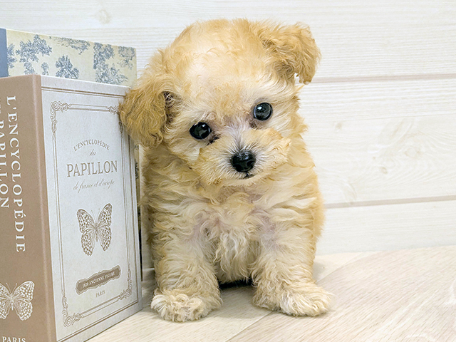 東京都のトイプードル(ティーカップ) (ペッツファースト麻布十番店/2025年8月24日生まれ/男の子/アプリコット)の子犬の1枚目の画像