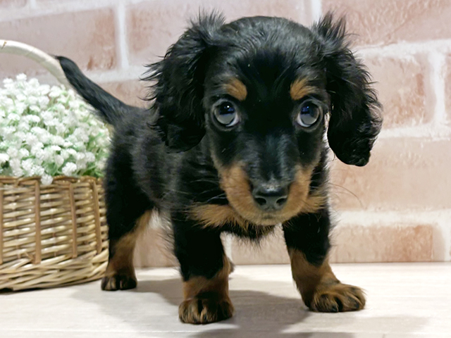 神奈川県のカニンヘンダックスフンド(ロング) (ペッツファースト横浜元町店/2025年8月25日生まれ/男の子/ブラックタン)の子犬の1枚目の画像