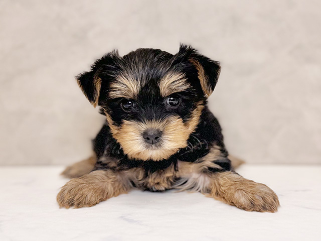 埼玉県のヨークシャーテリア (ペッツファーストPETEMOレイクタウンmori店/2025年8月27日生まれ/女の子/スチールブルータン)の子犬の1枚目の画像