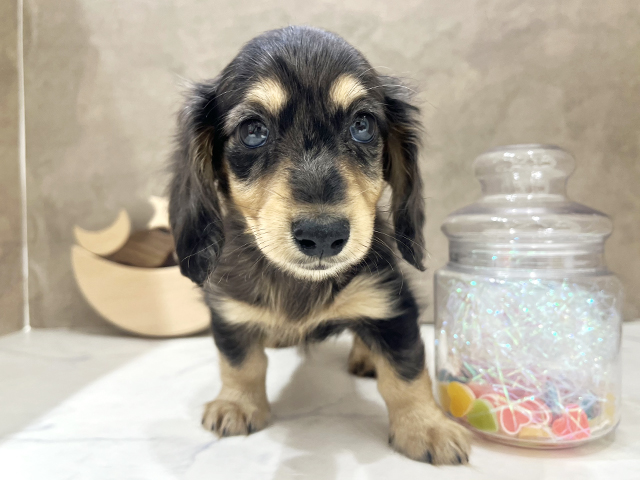 京都府のカニンヘンダックスフンド(ロング) (ペッツファースト京都四条河原町店/2025年8月27日生まれ/男の子/シルバーダップル)の子犬の1枚目の画像