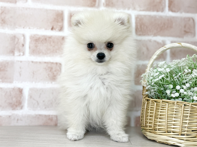 福岡県のポメラニアン (ペッツファースト直方店/2025年8月27日生まれ/男の子/クリーム)の子犬