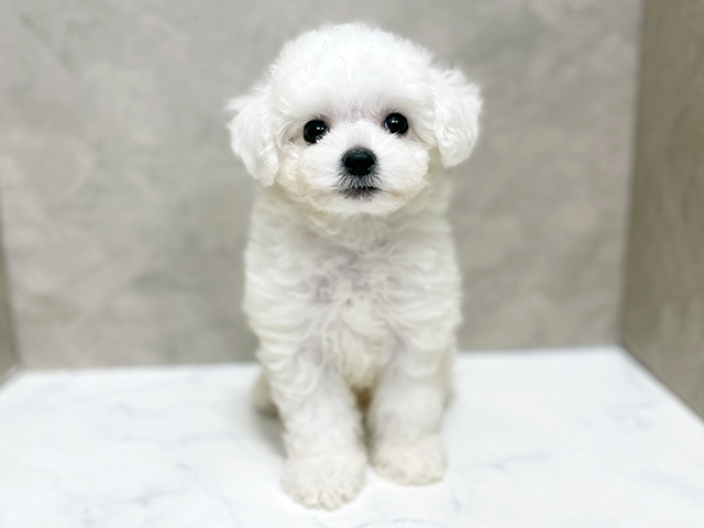 ビションフリーゼ