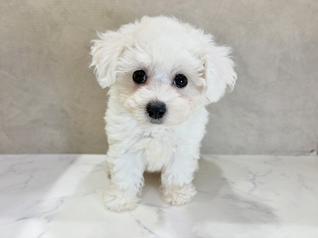 ビションフリーゼ