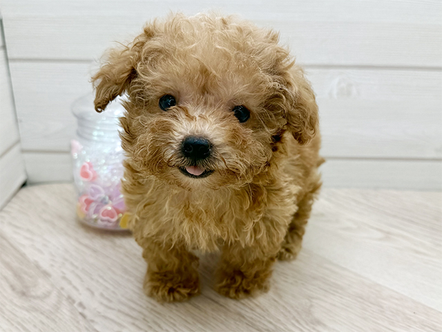 東京都のトイプードル(タイニー) (ペッツファースト渋谷店/2025年8月26日生まれ/男の子/オレンジフォーン)の子犬の1枚目の画像