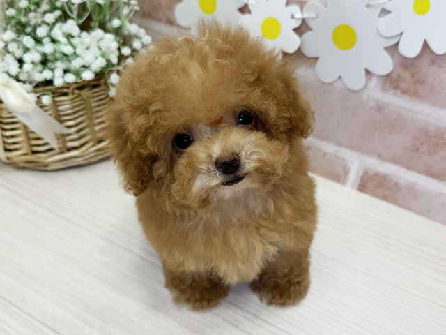 鹿児島県のトイプードル(タイニー) (ペッツファースト鹿児島店/2025年8月26日生まれ/女の子/オレンジフォーン)の子犬の1枚目の画像