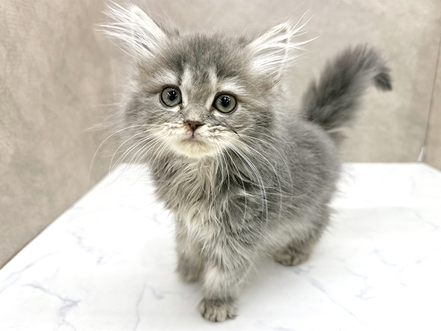 東京都のスコティッシュフォールド (ペッツファースト八王子多摩美大前店/2025年8月19日生まれ/女の子/ブルーパッチドタビー)の子猫
