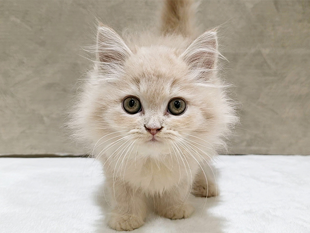 東京都のラガマフィン (ペッツファースト中野店/2025年8月27日生まれ/男の子/クリームタビー)の子猫の1枚目の画像