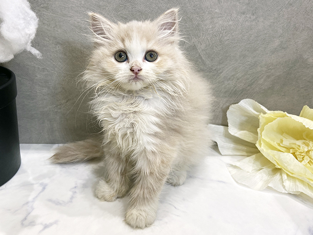 愛知県のラガマフィン (ペッツファースト名古屋栄店/2025年8月27日生まれ/女の子/クリームタビーホワイト)の子猫の1枚目の画像