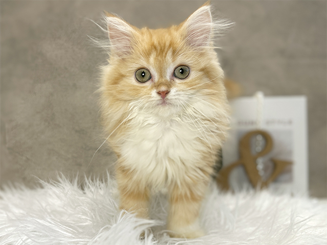 東京都のラガマフィン (ペッツファースト青山店/2025年8月27日生まれ/男の子/レッドタビーホワイト)の子猫の1枚目の画像