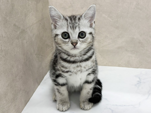 東京都のアメリカンショートヘアー (ペッツファースト八王子多摩美大前店/2025年8月27日生まれ/女の子/シルバータビー)の子猫の1枚目の画像