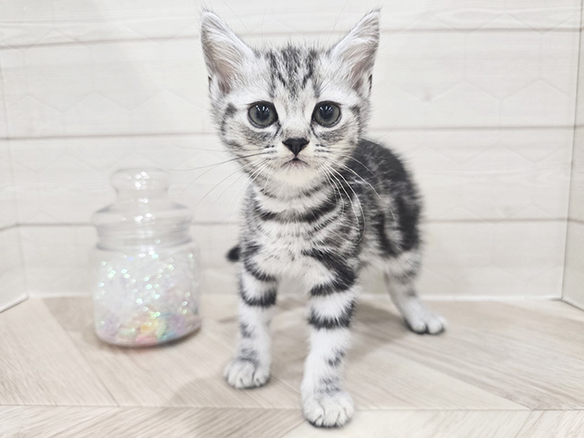 大阪府のアメリカンショートヘアー (ペッツファースト難波店/2025年8月27日生まれ/男の子/シルバータビー)の子猫の1枚目の画像
