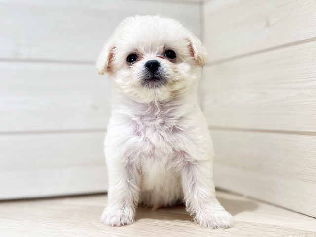 大阪府のチワプー/プーチー(チワワ×プードル) (ペッツファースト梅田店/2025年8月27日生まれ/男の子/クリーム)の子犬