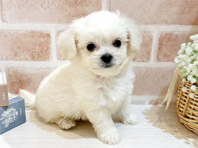 東京都のチワプー/プーチー(チワワ×プードル) (ペッツファースト自由が丘店/2025年8月27日生まれ/男の子/クリーム)の子犬の1枚目の画像