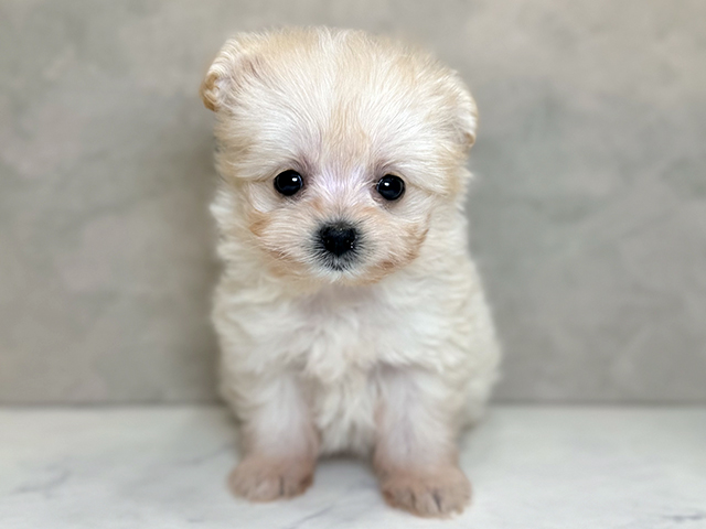 埼玉県のポメプー(ポメラニアン×プードル) (ペッツファーストPETEMOレイクタウンmori店/2025年8月26日生まれ/女の子/クリーム)の子犬の1枚目の画像