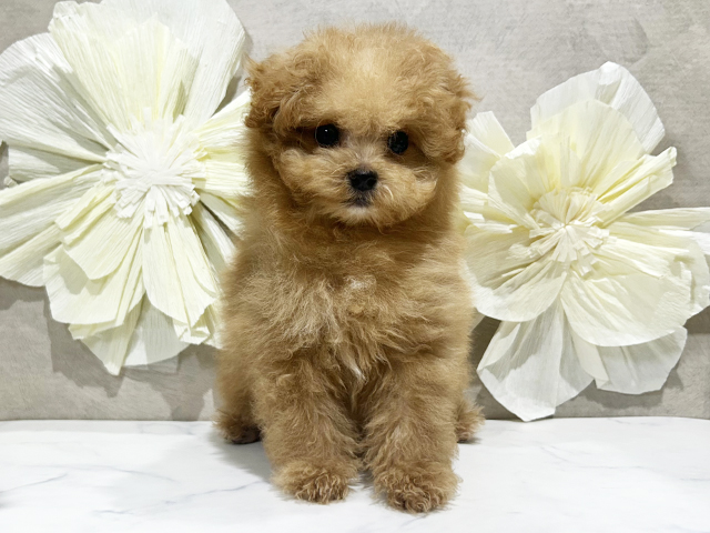 東京都のポメプー(ポメラニアン×プードル) (ペッツファースト原宿店/2025年8月27日生まれ/女の子/アプリコット)の子犬の1枚目の画像