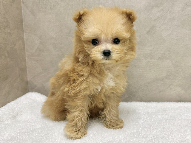 大阪府のポメプー(ポメラニアン×プードル) (ペッツファースト心斎橋本店/2025年8月27日生まれ/男の子/アプリコット)の子犬