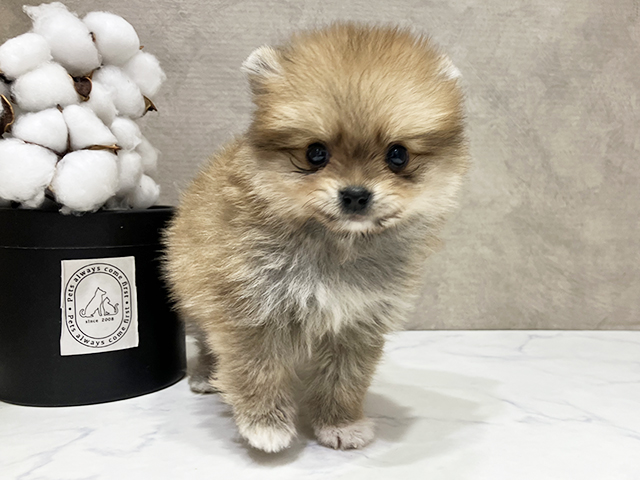 大阪府のポメチワ/チワポメ/ポメチー(ポメラニアン×チワワ) (ペッツファースト茶屋町店/2025年8月21日生まれ/男の子/オレンジ)の子犬の1枚目の画像