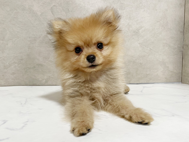 千葉県のポメチワ/チワポメ/ポメチー(ポメラニアン×チワワ) (ペッツファースト稲毛店/2025年8月21日生まれ/男の子/オレンジ)の子犬の1枚目の画像