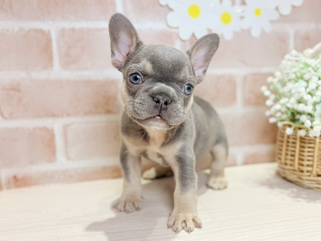 フレンチブルドッグ