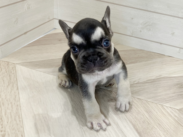 愛知県のフレンチブルドッグ (ペッツファースト岡崎店/2025年8月26日生まれ/男の子/チョコレートタン)の子犬の1枚目の画像
