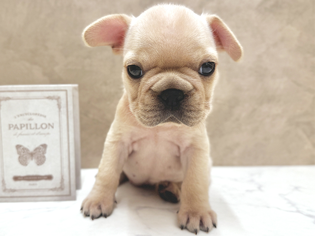 大阪府のフレンチブルドッグ (ペッツファースト心斎橋本店/2025年8月20日生まれ/女の子/クリーム)の子犬