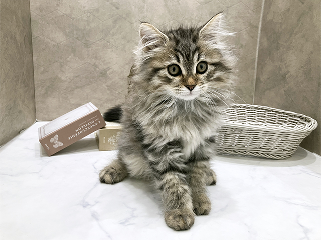 東京都のサイベリアン (ペッツファースト晴海店/2025年8月23日生まれ/男の子/ブラウンタビー)の子猫の1枚目の画像