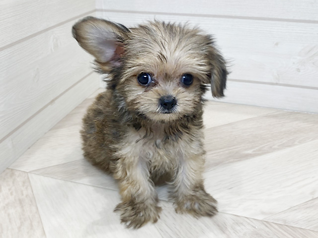 愛知県のチワマル/マルチワ(チワワ×マルチーズ) (ペッツファースト岡崎店/2025年8月27日生まれ/女の子/レッドセーブル)の子犬の1枚目の画像