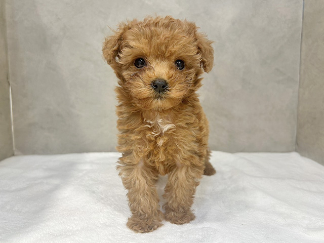 東京都のトイプードル(タイニー) (ペッツファースト下北沢店/2025年8月27日生まれ/男の子/レッド)の子犬の1枚目の画像