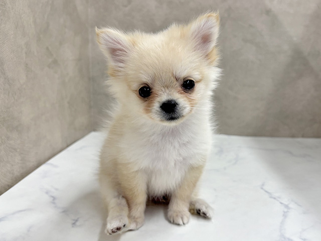 東京都のポメチワ/チワポメ/ポメチー(ポメラニアン×チワワ) (ペッツファースト八王子多摩美大前店/2025年8月27日生まれ/女の子/クリーム)の子犬