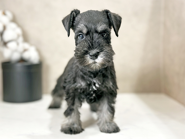東京都のミニチュアシュナウザー (ペッツファースト武蔵小山店/2025年8月27日生まれ/女の子/ブラックシルバー)の子犬の1枚目の画像
