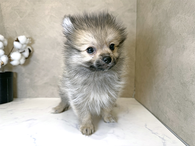 東京都のハーフ犬・ミックス犬 (ペッツファーストららぽーと立川立飛店/2025年8月26日生まれ/男の子/ウルフセーブル)の子犬の1枚目の画像