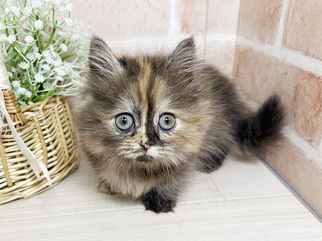 広島県のマンチカン (ペッツファースト広島本通店/2025年8月28日生まれ/女の子/トーティー)の子猫の1枚目の画像