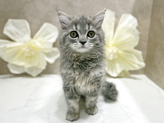 サイベリアン, 性別 女の子, 誕生日 2025/08/18, 毛色 ブルータビー, 出身 埼玉県, 店舗 新宿店(東京都), お問い合わせ番号 2506644