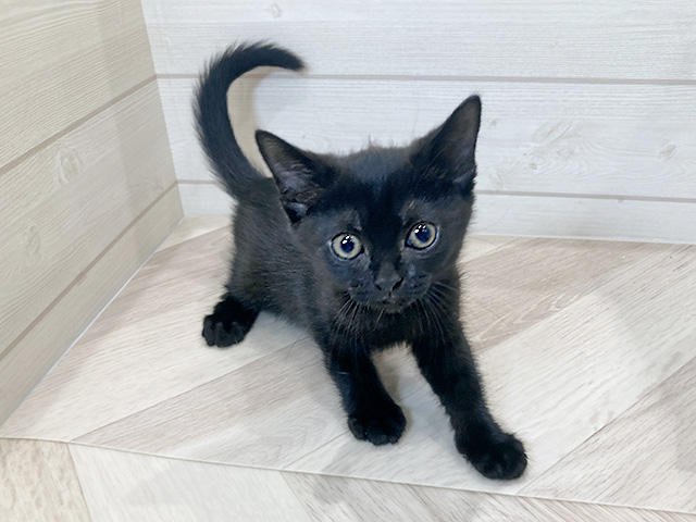 愛知県のボンベイ (ペッツファースト岡崎店/2025年8月28日生まれ/女の子/ブラック)の子猫の1枚目の画像