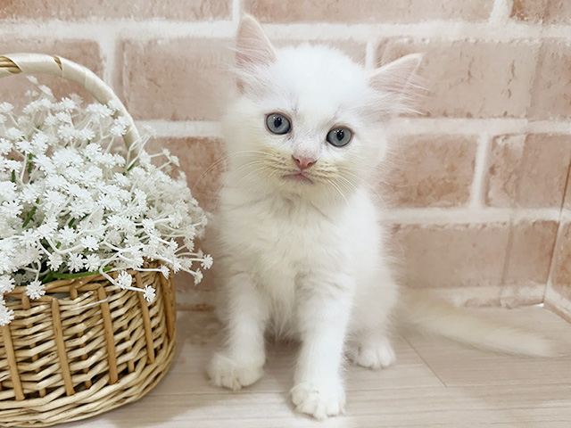 神奈川県のラグドール (ペッツファーストfor cats横浜元町店/2025年8月28日生まれ/男の子/レッドポイントバイカラー)の子猫の1枚目の画像