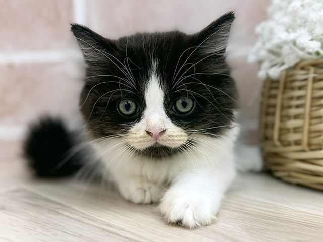 東京都のラガマフィン (ペッツファーストfor cats武蔵小山店/2025年8月28日生まれ/男の子/ブラックホワイト)の子猫の1枚目の画像