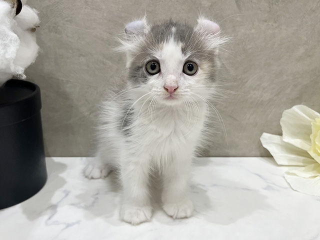 愛知県のアメリカンカール (ペッツファースト名古屋栄店/2025年8月28日生まれ/女の子/ダイリュートキャリコ)の子猫の1枚目の画像
