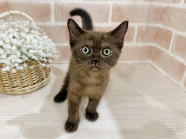 神奈川県のボンベイ (ペッツファーストfor cats横浜元町店/2025年8月15日生まれ/男の子/セーブル)の子猫の1枚目の画像